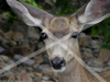 Deer close up